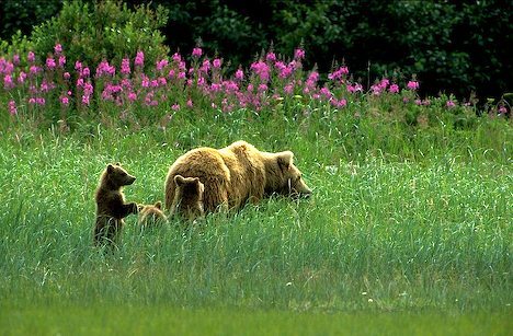 Bears-and-wildflowers.jpg