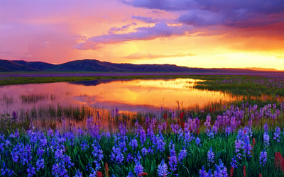 Wetland wildflowers