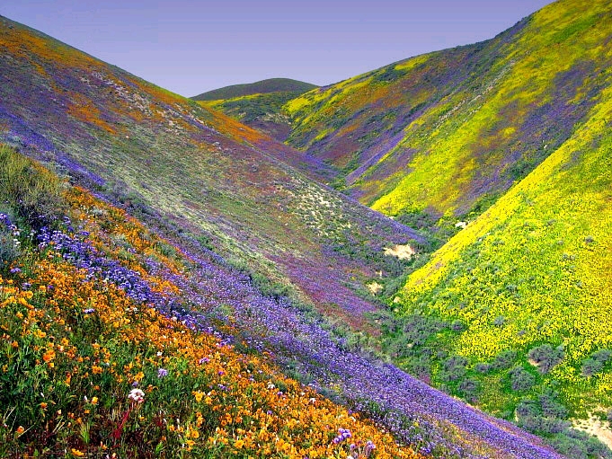 Wildflower steppe